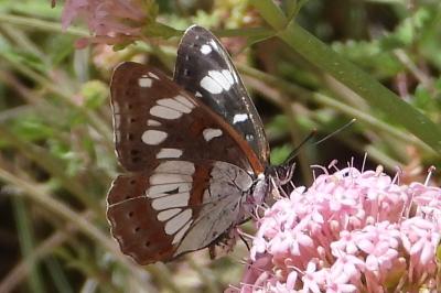 Limenitis reducta