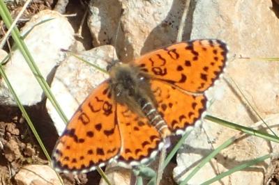 Melitaea didyma