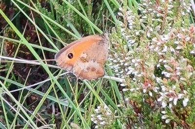 Pyronia tithonus