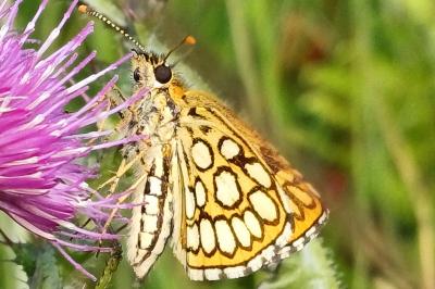 Heteropterus morpheus