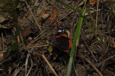 Vanessa atalanta