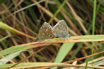 Lysandra bellargus