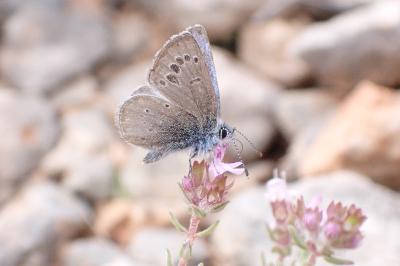 Glaucopsyche melanops