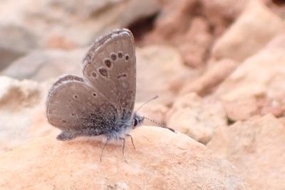 Glaucopsyche melanops