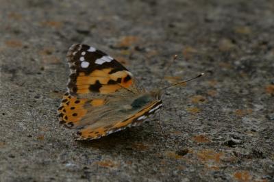 Vanessa cardui