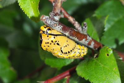 Aporia crataegi