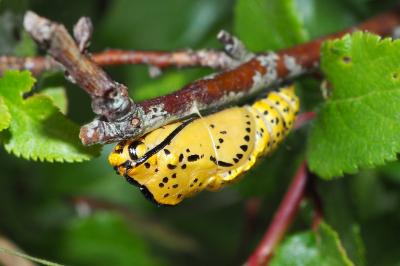 Aporia crataegi