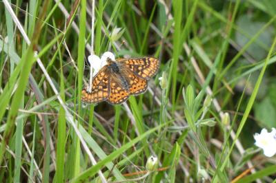 Euphydryas aurinia aurinia