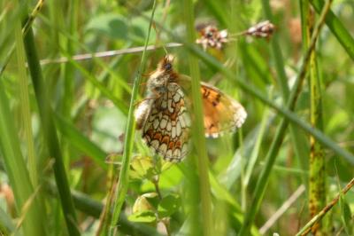 Melitaea athalia