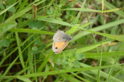 Coenonympha pamphilus