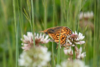 Melitaea phoebe