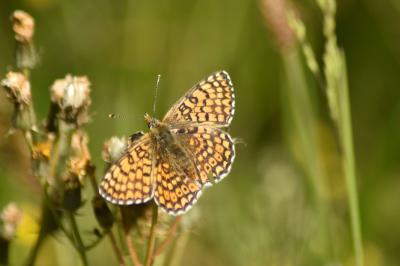 Melitaea cinxia