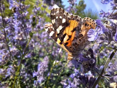 Vanessa cardui