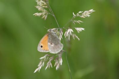 Coenonympha pamphilus