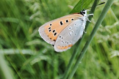 Lycaena dispar