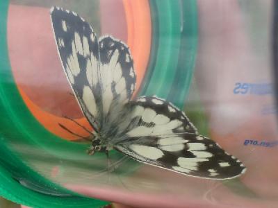 Melanargia galathea