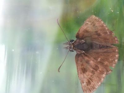 Erynnis tages