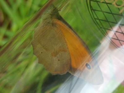 Maniola jurtina