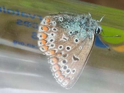 Polyommatus icarus