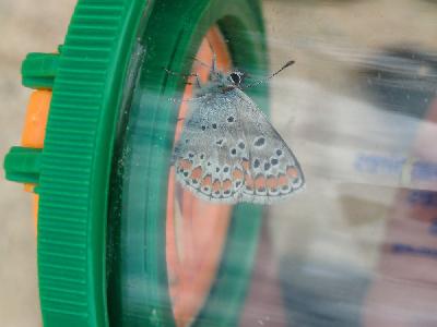 Aricia agestis