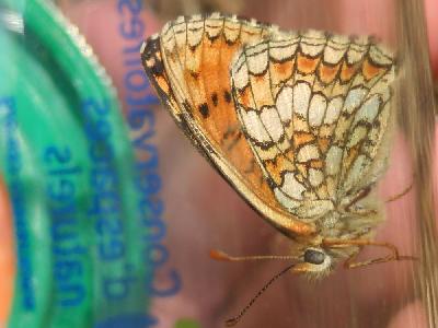 Melitaea parthenoides / deione / phoebe