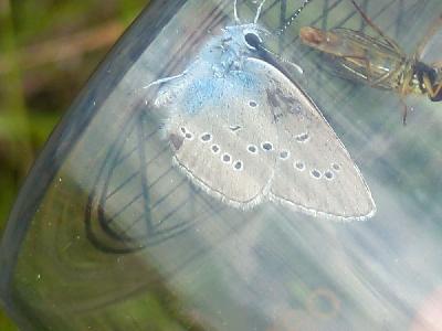 Cyaniris semiargus