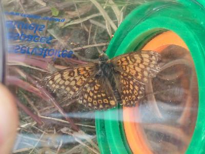 Melitaea cinxia