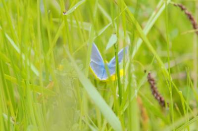 Polyommatus icarus