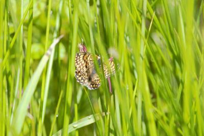 Melitaea cinxia