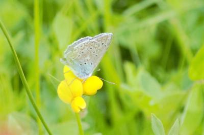 Polyommatus icarus