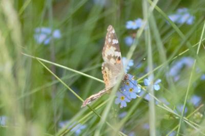 Vanessa cardui