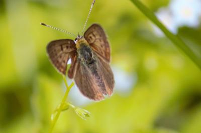 Lycaena tityrus
