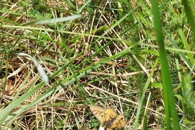 Euphydryas aurinia aurinia