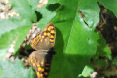 Pararge aegeria