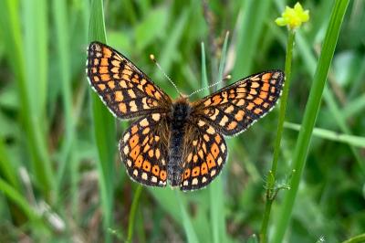 Euphydryas aurinia