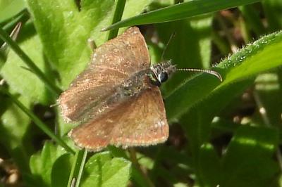 Erynnis tages