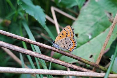 Lycaena helle