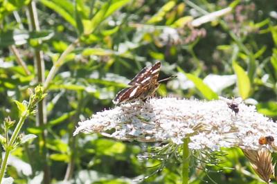 Araschnia levana