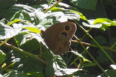 Minois dryas