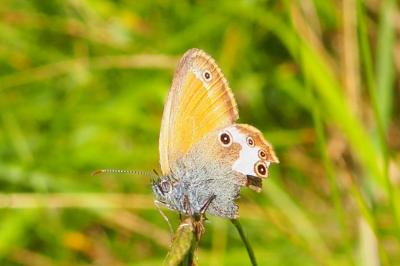 Coenonympha arcania