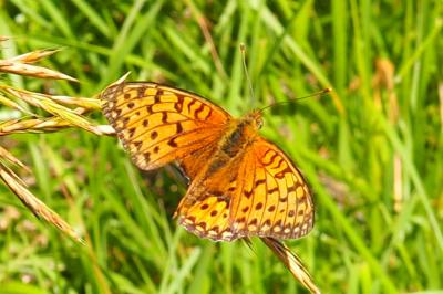 Speyeria aglaja