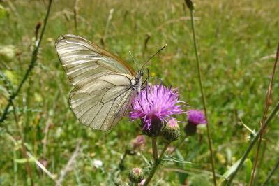 Aporia crataegi
