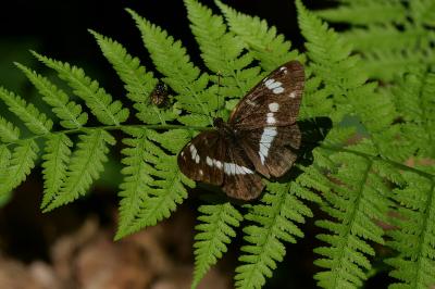 Limenitis camilla