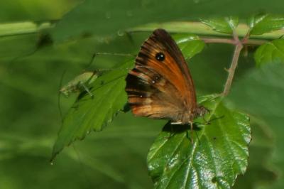 Pyronia tithonus