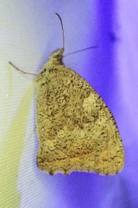 Hyponephele lupina