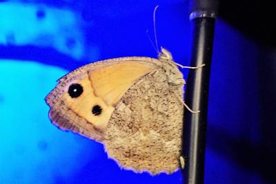 Hyponephele lupina