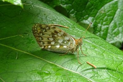 Speyeria aglaja