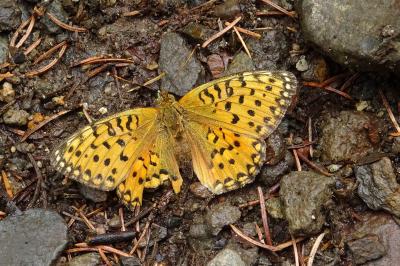 Speyeria aglaja