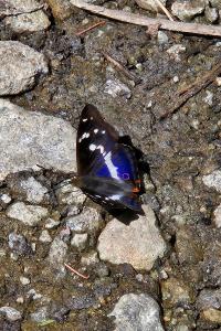 Apatura iris