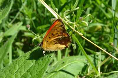 Lycaena virgaureae